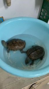 乌龟和甲鱼能一起养吗 养的乌龟死了8预兆