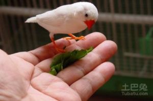 珍珠鸟繁殖技巧与秘诀 珍珠鸟配对成功表现
