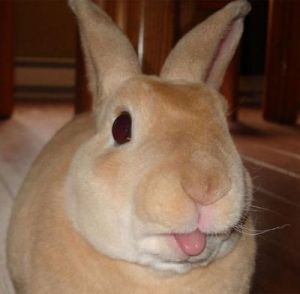 兔子的舌头有什么作用 小兔子的照片大全可爱