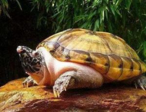 十大最值得养的龟 斑点池龟能长多大
