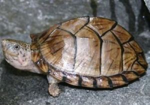 麝香龟寿命 乌龟寿命对照表