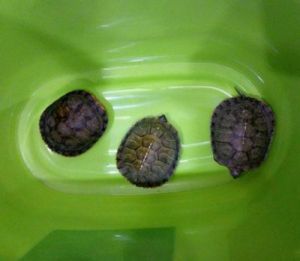 养小乌龟放多少水正确 养小乌龟的六大禁忌