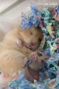 仓鼠没有安全感的睡姿 仓鼠什么睡姿是不正常的