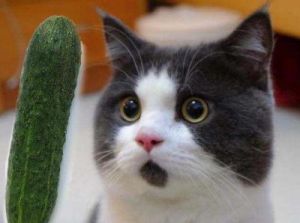猫怕黄瓜吗 黄瓜图片
