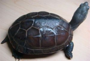 正宗草龟图片 草龟一年能长多少厘米