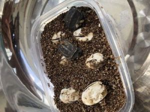 家庭如何孵化乌龟蛋 乌龟蛋怎么孵化