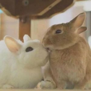 兔子喜欢人的10种表现 兔子想让你摸的表现