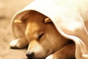 狗狗睡觉哼哼唧唧怎么办 狗狗睡觉时候哼哼唧唧