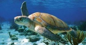 海龟的寿命相当人类多少 海龟的寿命有多长