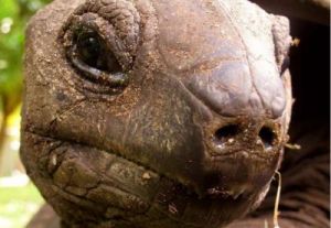 什么龟能活10000年 乌龟可以活多少年