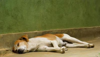 狗狗不舒服表现的睡姿 狗狗身上疼痛怎么判断