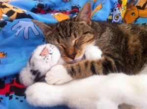 原来猫咪也喜欢抱玩偶睡觉 可爱猫咪毛绒玩具大号玩偶