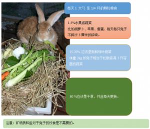 幼兔吃什么食物最好 幼兔吃多少食物