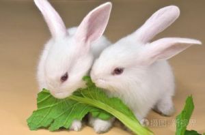 兔子吃了土豆怎么办 兔子能吃土豆吗