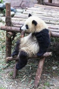 中国仅有一只的动物 中国十大动物