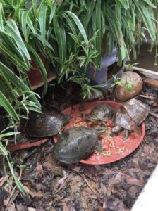 新手养龟的10个建议 黄缘龟是陆龟还是水龟