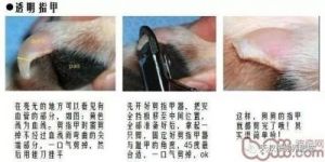 猫多久剪一次指甲 正宗银渐层猫图片