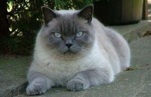 猫品种大全100种图片 蓝色眼睛的猫