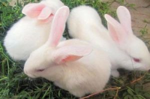 兔子喂养方法禁忌 兔子可以吃胡萝卜吗