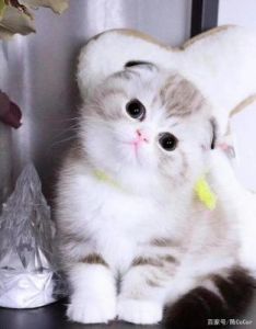 折耳猫什么颜色最贵 十大最名贵的猫