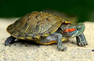 养的乌龟死了8预兆 乌龟有多少品种