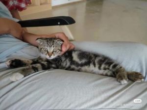 猫咪多久可以断奶抱走 抱着猫咪的情侣头像