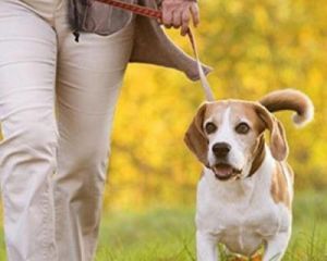 小型犬遛狗时间长有害吗 遛狗一般多长时间