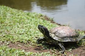 乌龟放松姿势 乌龟最放松的姿势