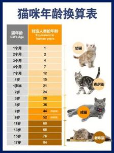 猫的年龄对照表 猫几个月算一岁