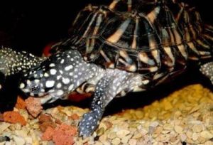 斑点龟怎么养 麝香龟怎么养