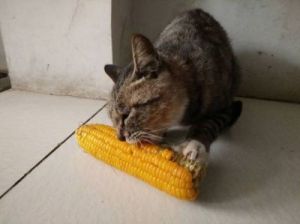 猫为什么特别喜欢吃玉米 猫咪爱吃玉米