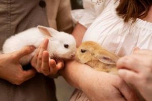 养兔子的十大禁忌 兔子体温是多少正常