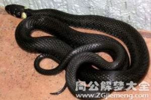 黑蛇有毒吗 黑色的蛇有毒吗