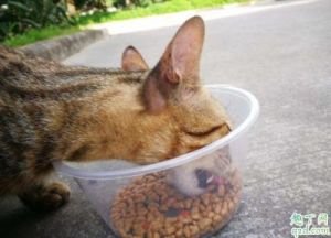 没有猫粮的情况下喂猫吃什么 哪种猫粮比较好又不贵