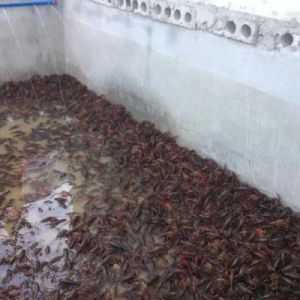 大龙虾在家怎么养 龙虾在家怎么能多养几天