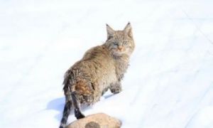 四川红原惊现国家一级重点保护野生动物荒漠猫，白天狩猎展现“萌凶”一面