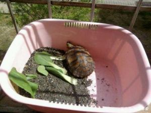草龟吃哪三种蔬菜 草龟和巴西龟能一起养吗