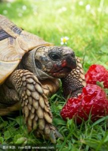 乌龟可以吃什么水果 千万不要买巴西龟来养