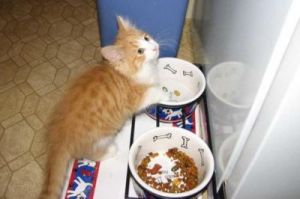 猫饿了还不吃猫粮怎么办 猫饿了三天还不吃猫粮怎么办