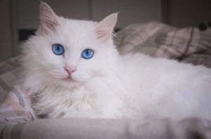 纯白猫一般是什么品种 纯白的猫一般人养不了