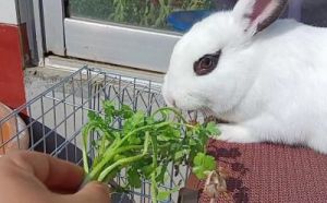 兔子能吃香菜吗 兔子最忌讳的蔬菜
