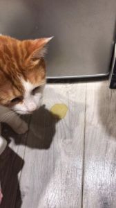 猫咪吐黄水但精神好 猫咪吐黄水不吃东西怎么办