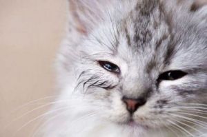 幼猫眼睛睁不开 为什么不能老玩幼猫