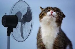 猫能耐热多少度 猫耐热多少度