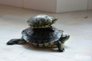 大乌龟和小乌龟可以放在一起吗 乌龟可以放在空调房吗