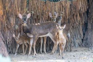  广州长隆野生动物世界展示珍稀海南坡鹿家族新生代：五仁和玖玖百天成长记