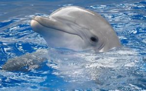 海豚是哺乳动物吗 动物分类