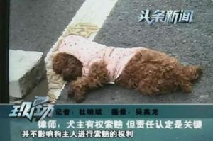狗狗被车撞死是注定的吗 狗狗被车撞死前的征兆