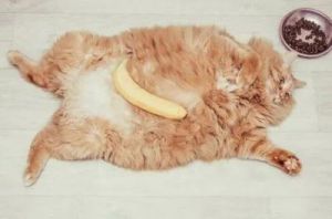 猫咪十大禁忌水果 猫能吃的20种水果