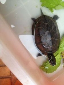 草龟最爱吃的10种食物 乌龟怎么喂食